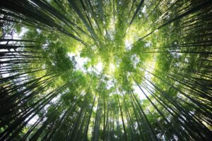 Photo forest